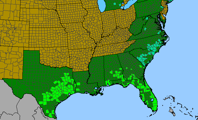The range of Helianthus debilis ssp. cucumerifolius